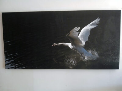 Schwan beim Abflug | Departing Swan